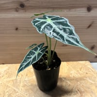 斑入りクワズイモ アロカシア オドラ オキナワシルバー | GREEN LUCK