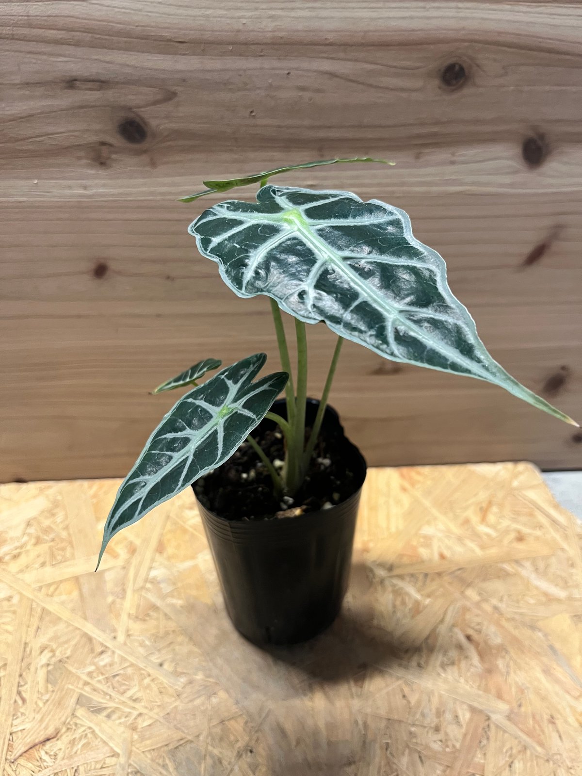 その他観葉植物 Alocasia Gem Aurora アロカシア パラソル | GREEN LUCK