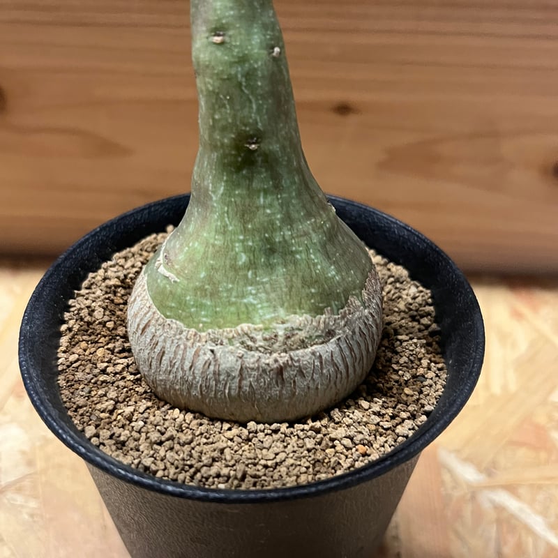 アデニア グラウカ | GREEN LUCK