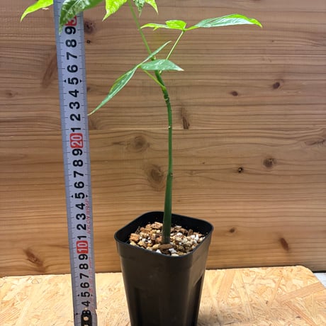 パキラ　グラブラ　斑入り