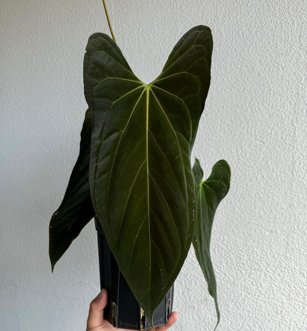 【保障できる】 アンスリウム パピリラミナム | GREEN LUCK その他観葉植物