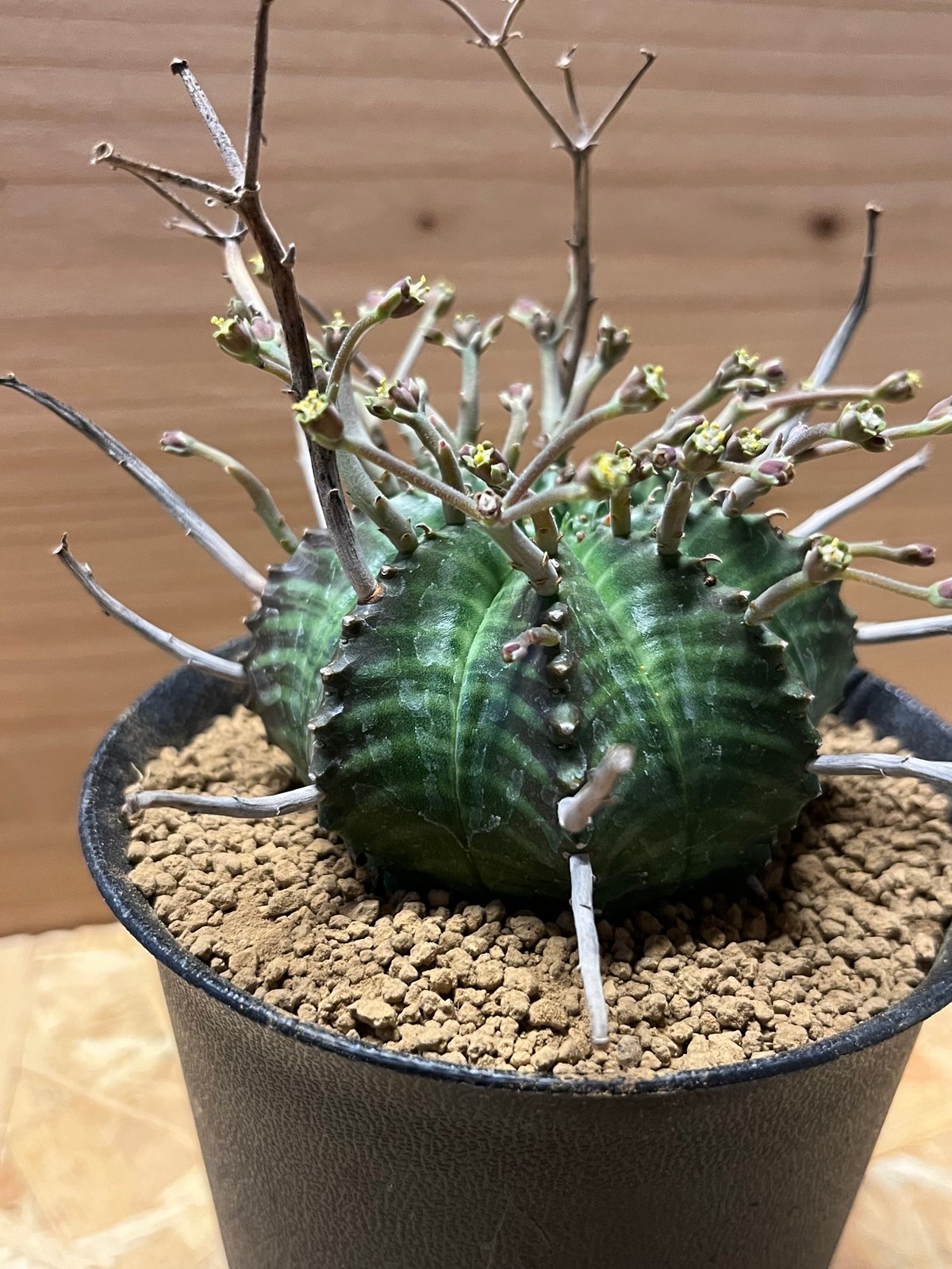 ユーフォルビア スーパーバリダ 雄株 | GREEN LUCK