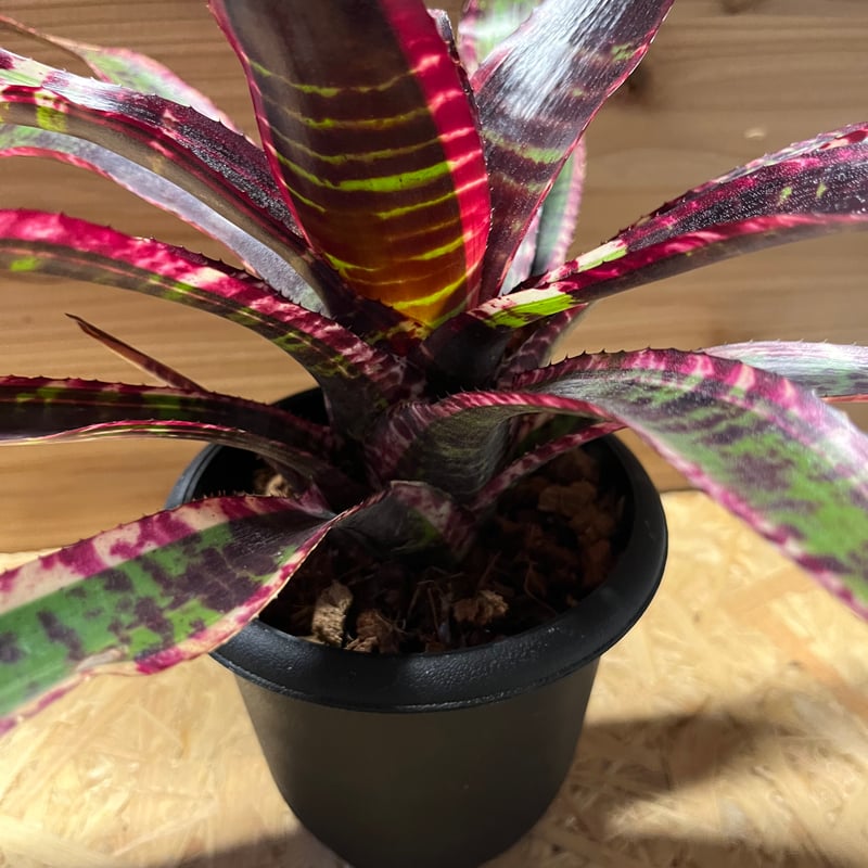 ネオレゲリア ルシファー | GREEN LUCK