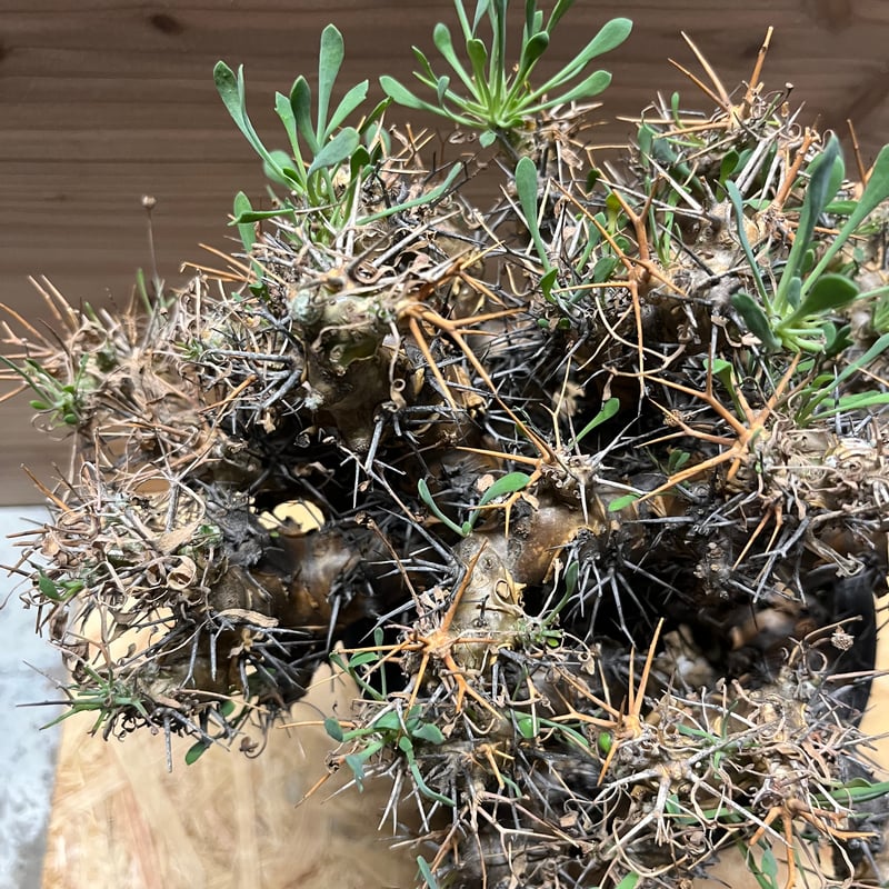 オトンナ ユーフォルビオイデス 黒鬼城 大株 | GREEN LUCK