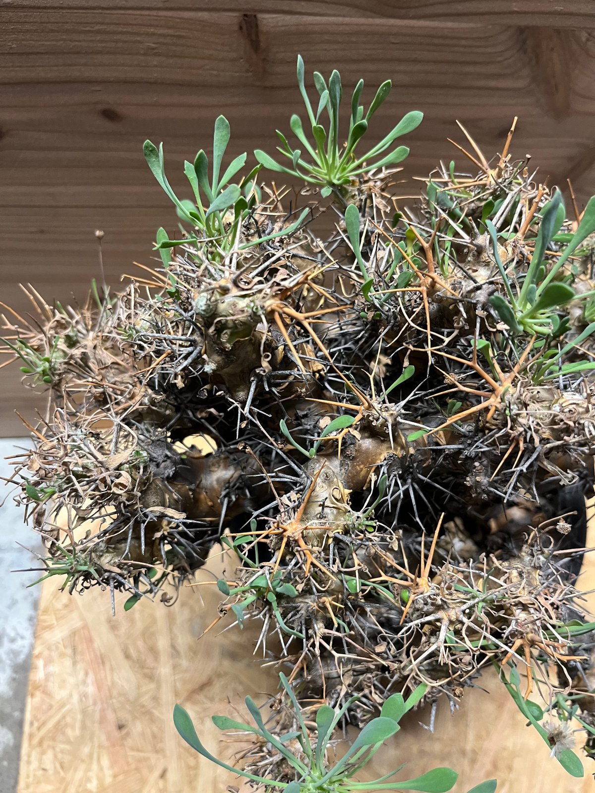 オトンナ ユーフォルビオイデス 黒鬼城 大株 | GREEN LUCK