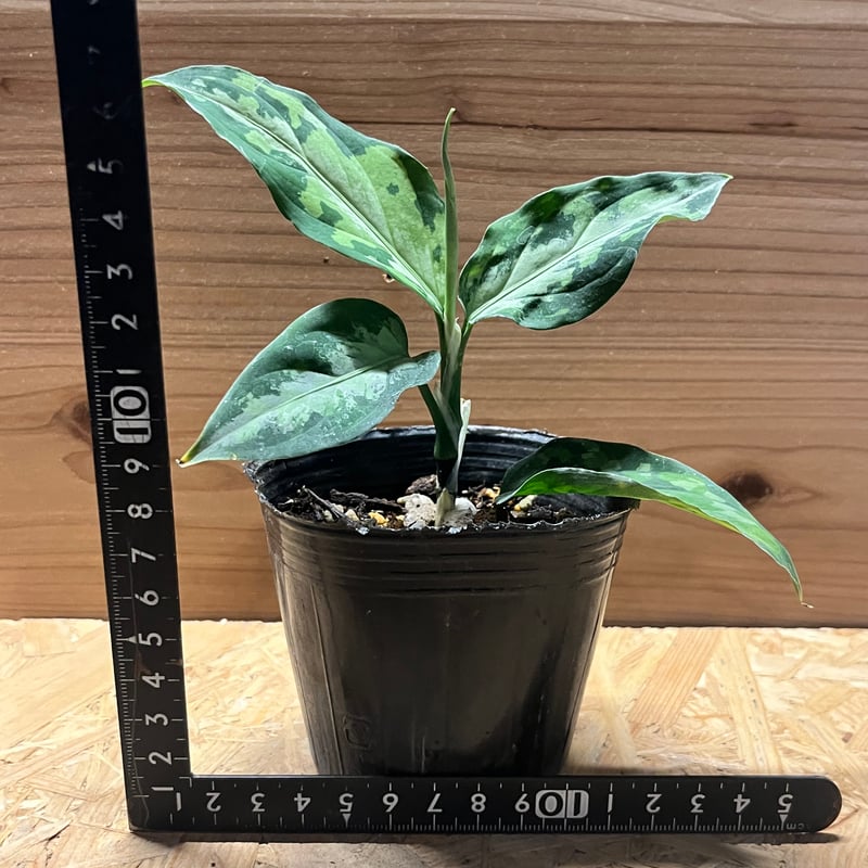 アグラオネマ ピクタム トリカラー エウレカ | GREEN LUCK