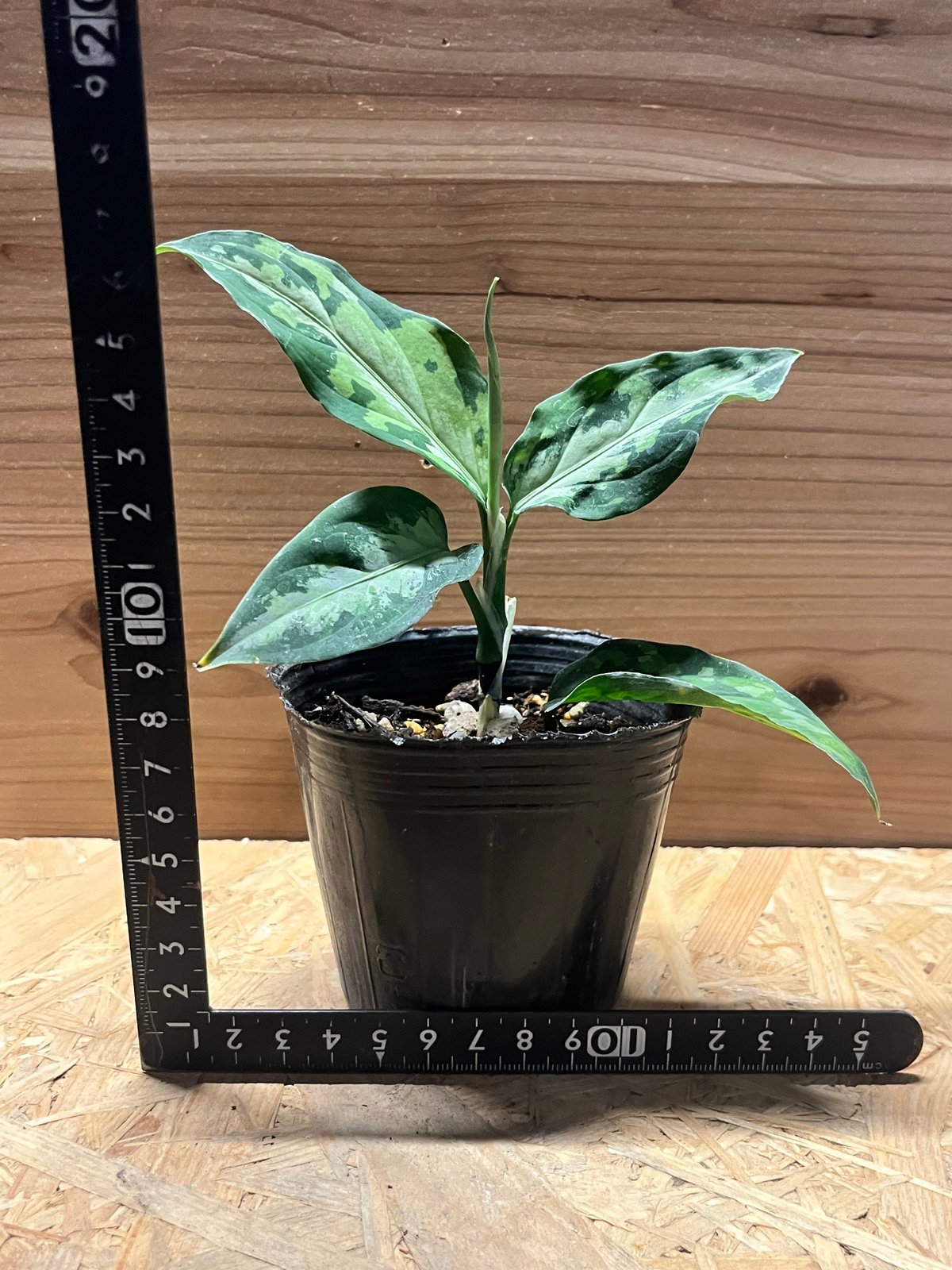 観葉植物 アグラオネマ　エウレカ　細葉 アグラオネマ ピクタム トリカラー エウレカ | GREEN LUCK