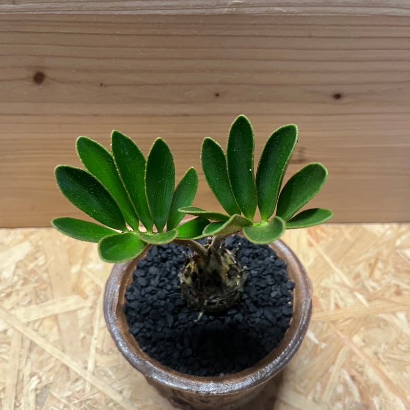 c*n様 ザミアフルフラセア（メキシコソテツ）厳選品　8寸 ザミア フルフラセア×土京鉢 | GREEN LUCK