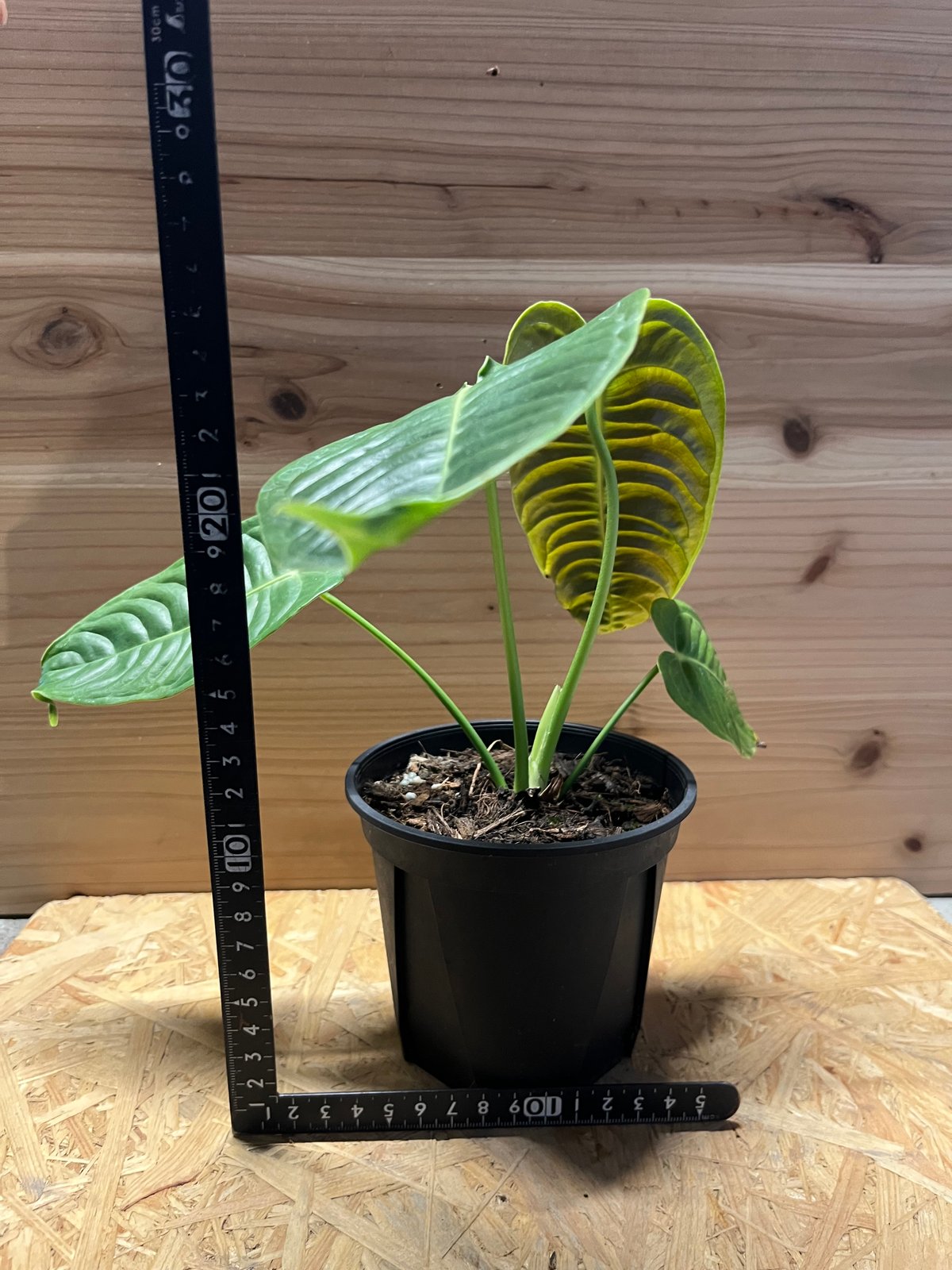 アンスリウム　ベイチーナロー　子株 アンスリウム ベイチー ナローフォーム | GREEN LUCK