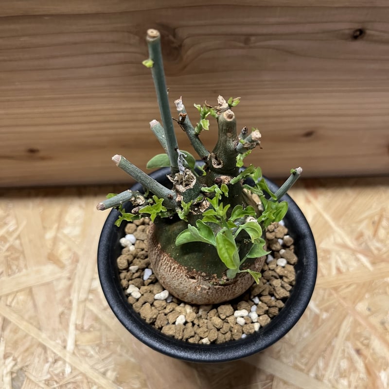 アデニア スピノーサ | GREEN LUCK