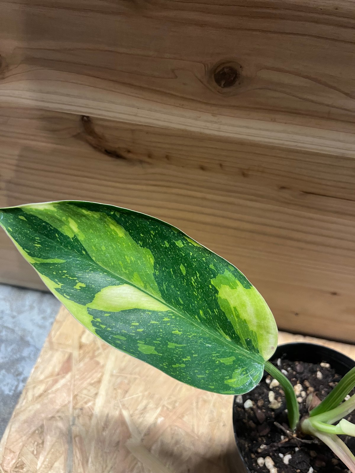 フィロデンドロン グリーンコンゴ バリエガータ | GREEN LUCK