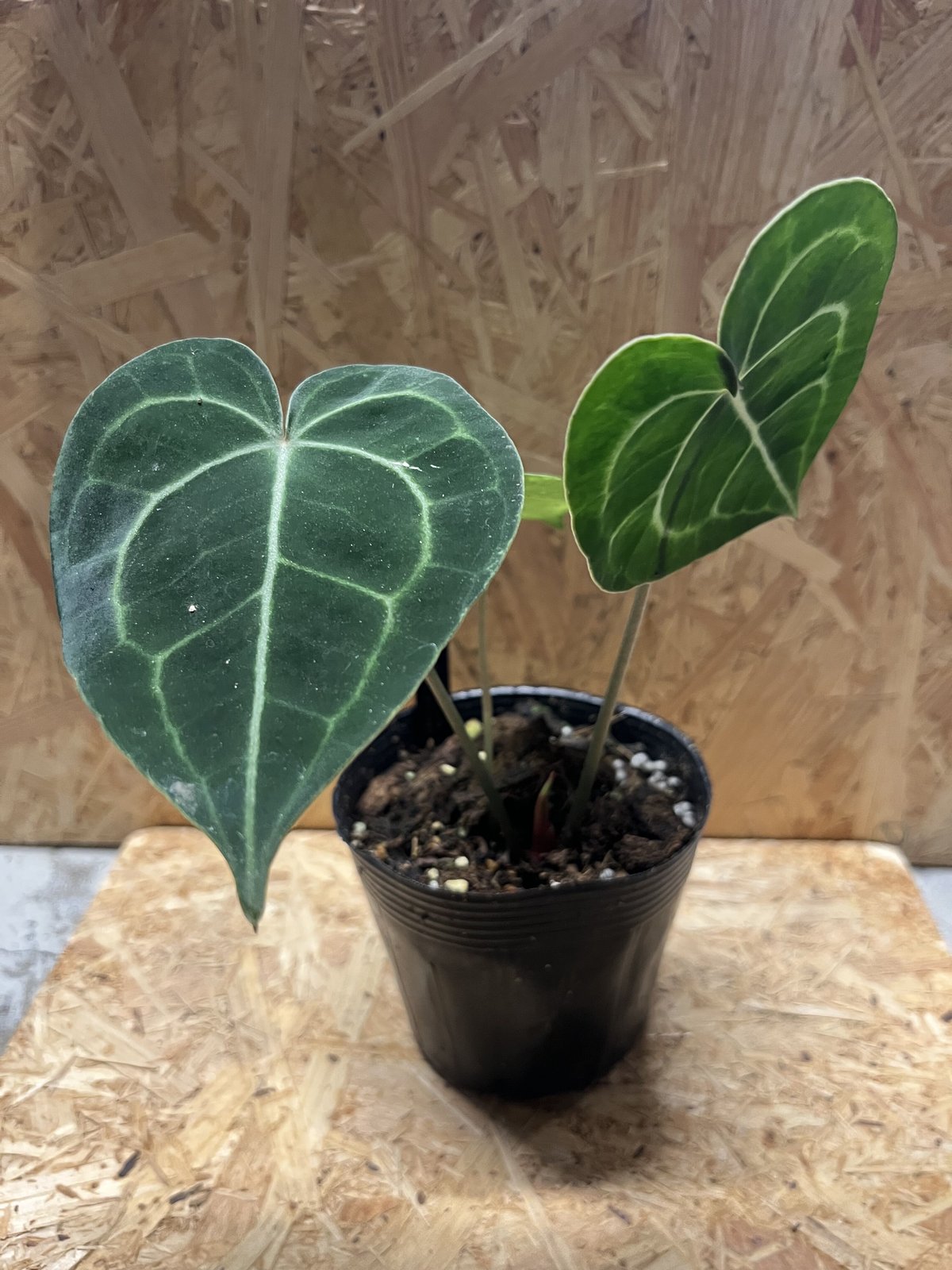 アンスリウム クラリネルビウム | GREEN LUCK