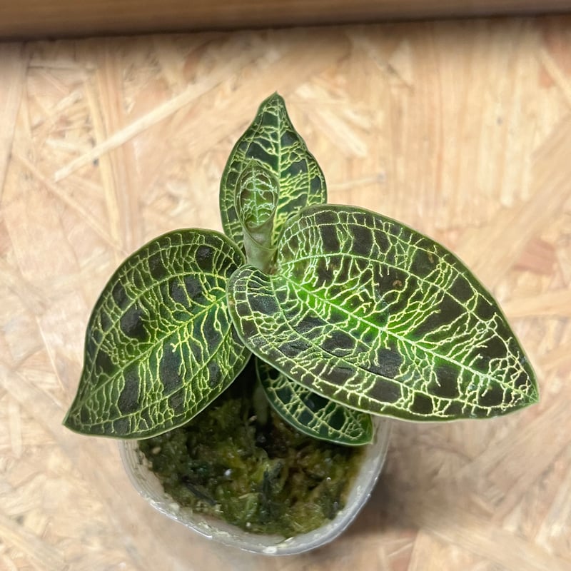 ジュエルオーキッド マコデスぺトラ | GREEN LUCK