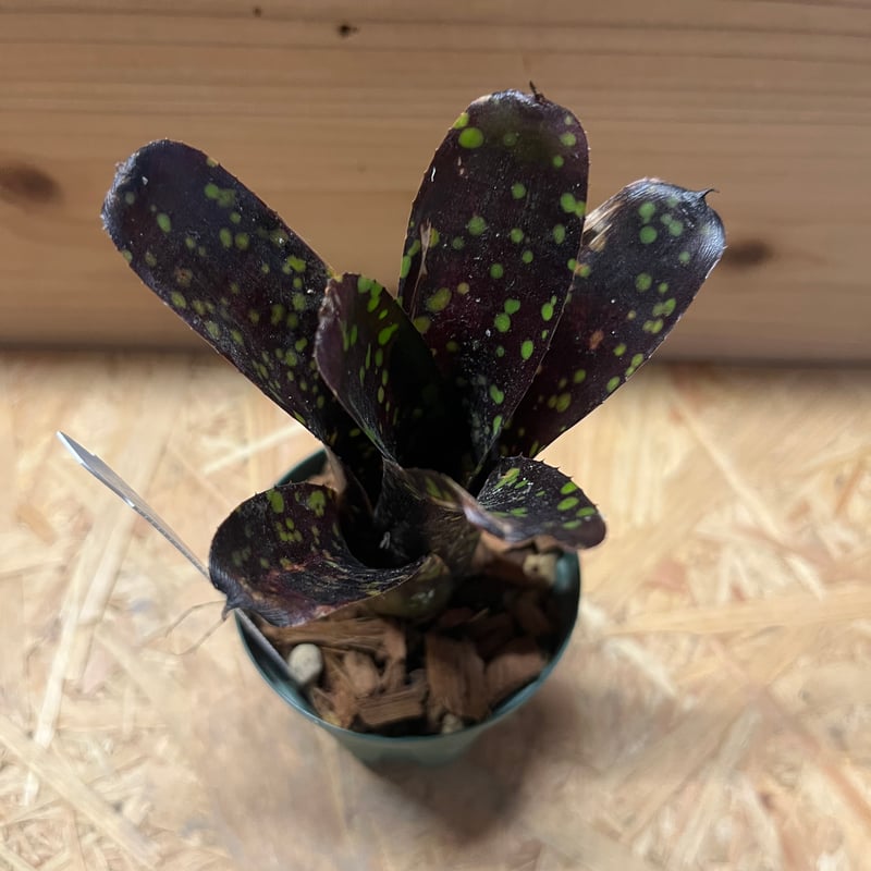 ネオレゲリア ドミノ | GREEN LUCK