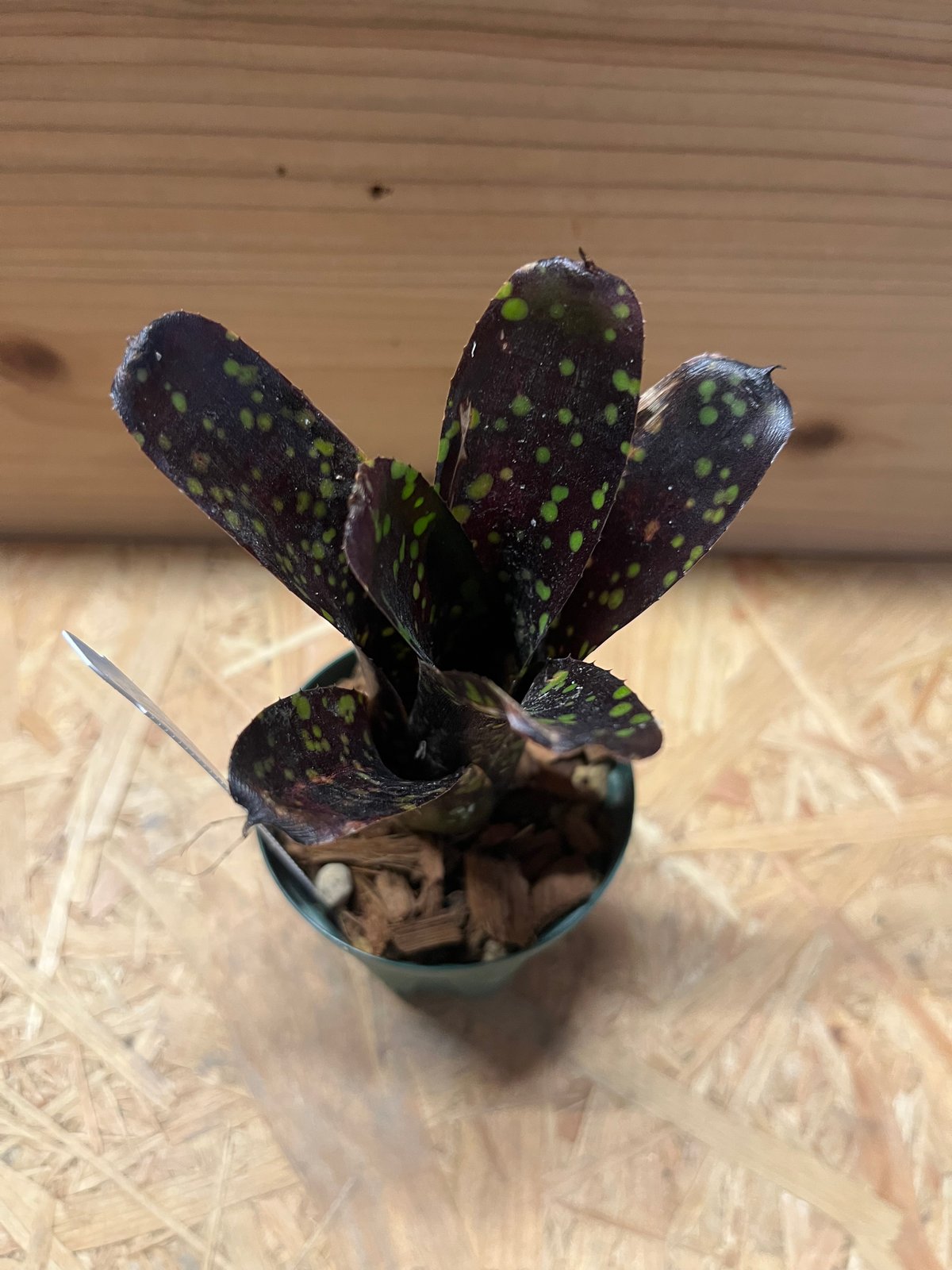 ネオレゲリア　ドミノ リサのタグ付き Yahoo!オークション - KN 1円 リサタグ付き ネオレゲリア