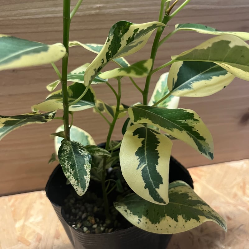 フィカス ルビキノーサ 斑入りフランスゴム | GREEN LUCK