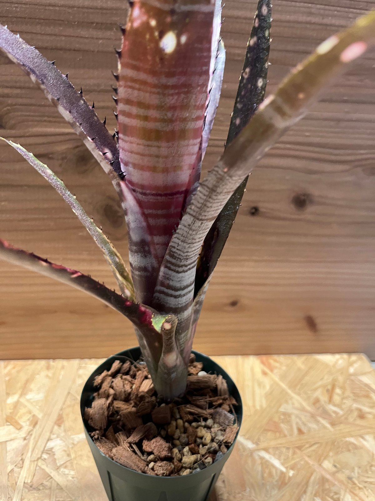 ビルベルギア カルサイト | GREEN LUCK