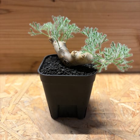 モンソニアムルチフィダ | STORES