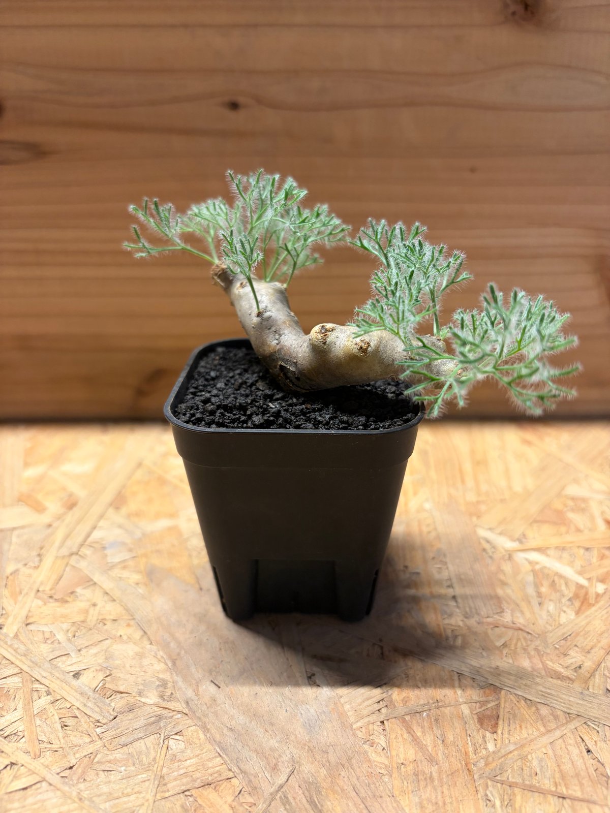 最終値下！一押し残り5株★【実生株】モンソニア ムルチフィダ【採種可能】芽吹き中 モンソニア ムルチフィダ | GREEN LUCK