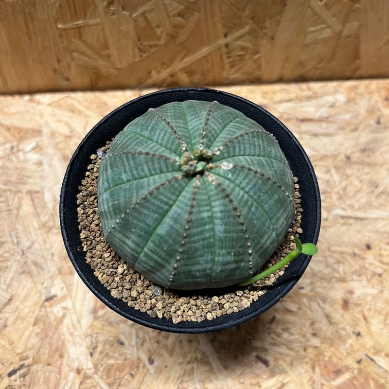 ユーフォルビア オベサ | GREEN LUCK