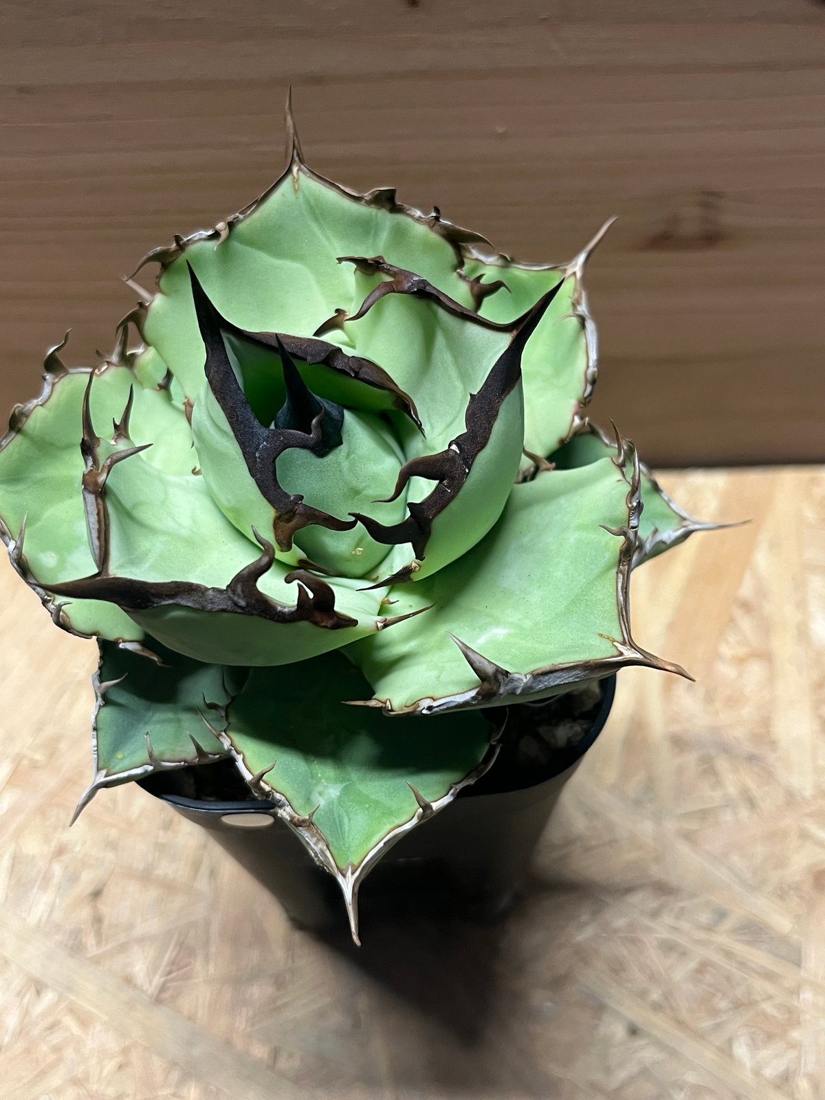 アガベ チタノタ USノーネーム | GREEN LUCK