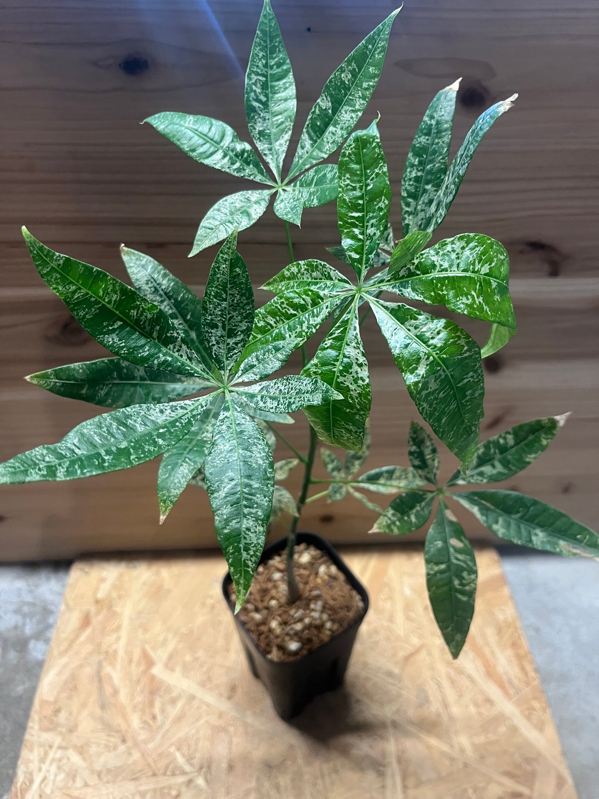 な*る様 パキラ 極斑 新芽 フルムーン 実生 楽天市場】パキラ 実生（種類（植物）パキラ）の通販 パキラ
