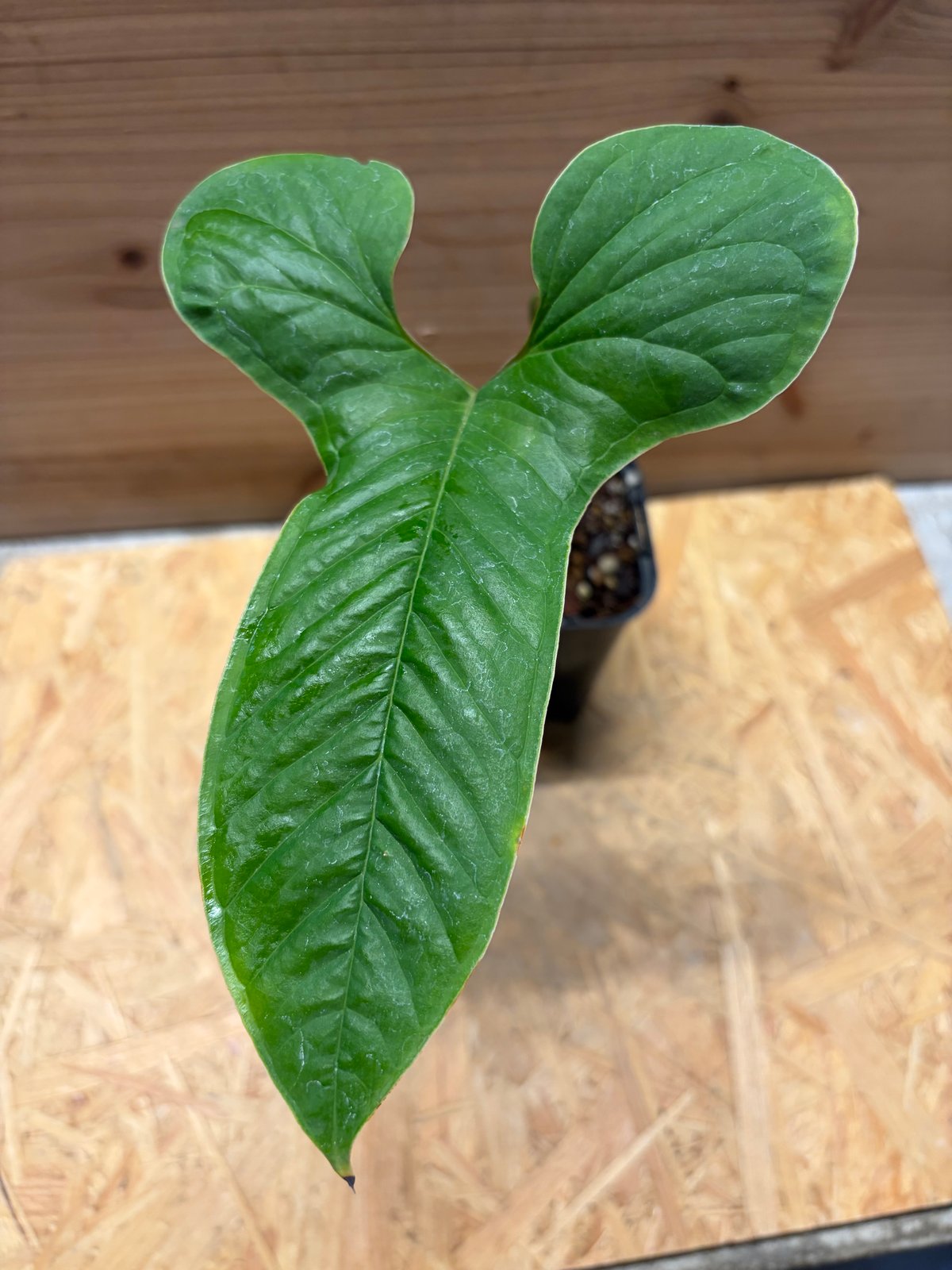 アンスリウム ドラコノプテラム Anthurium Draconopterum 🌱Anthurium draconopterum🌱 すごく好きな原種🌱✨ #aroid #Anthurium