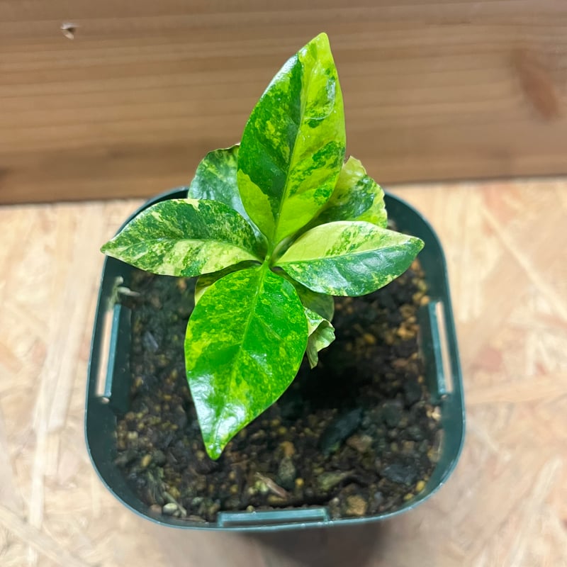 コーヒーの木　斑入り コーヒーの木 斑入り | GREEN LUCK