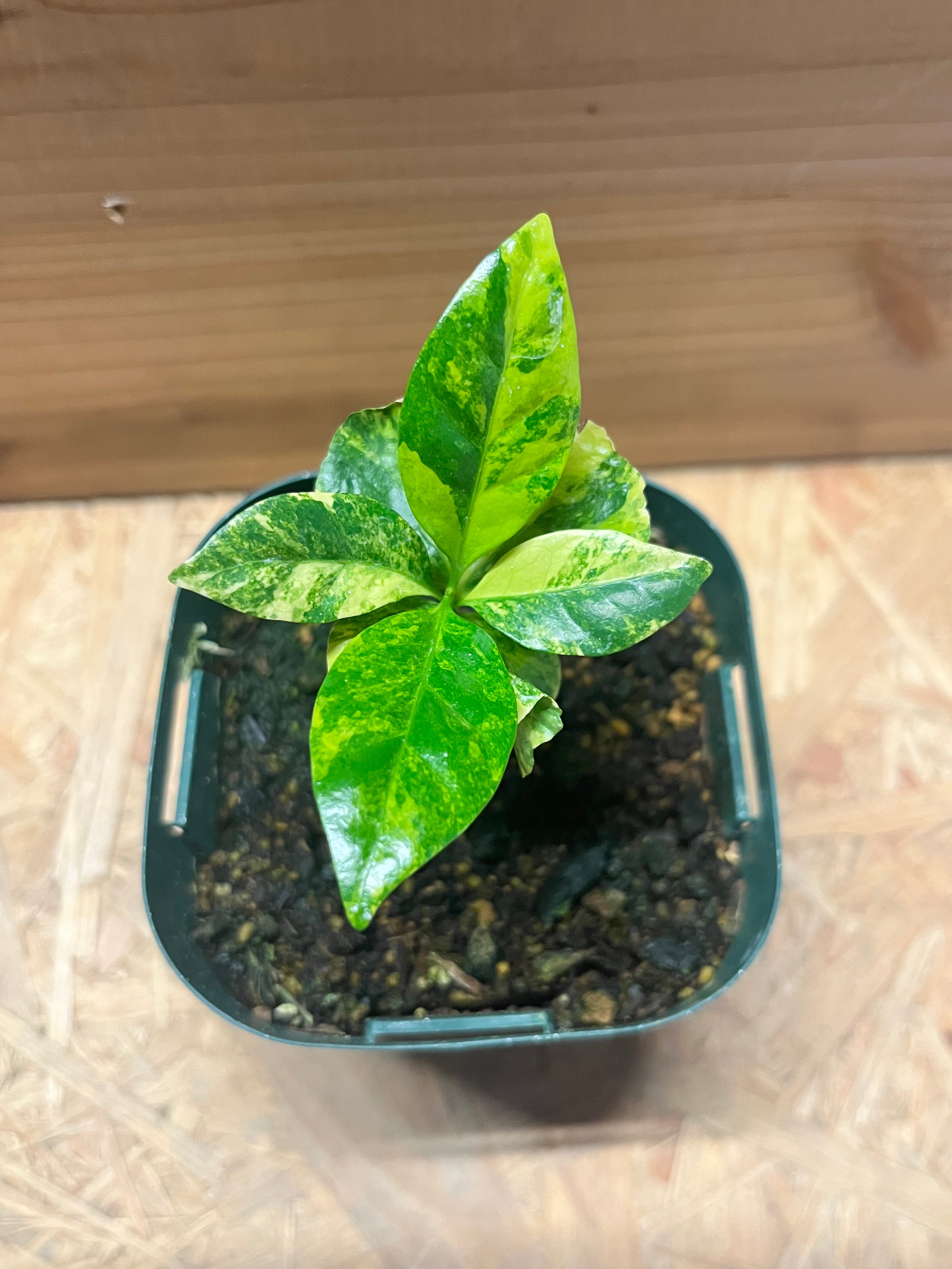 コーヒーの木 斑入り | GREEN LUCK