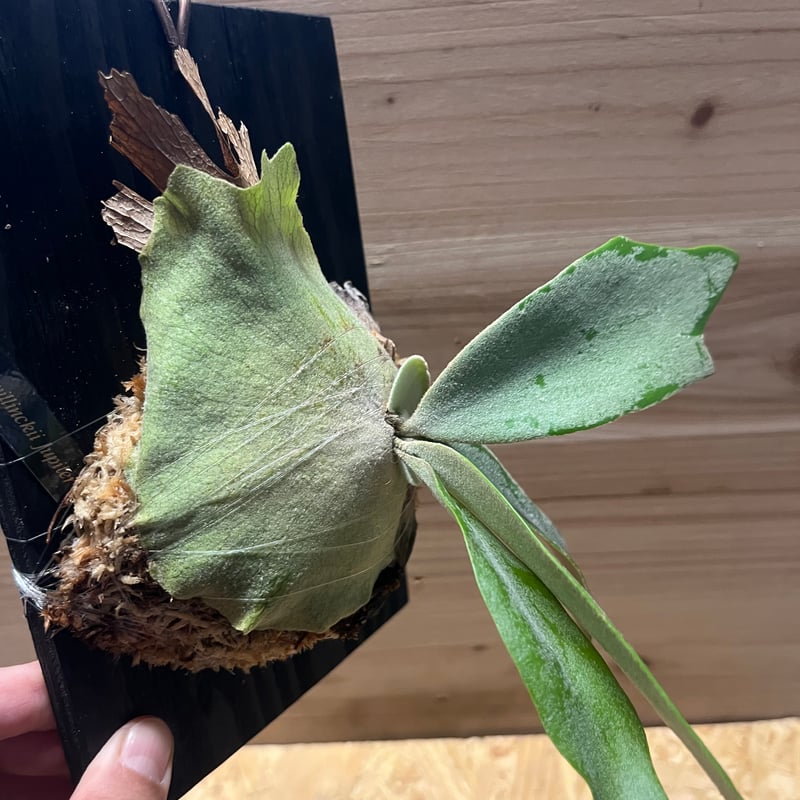 中株 willinckii sailor jupiterウィリンキービカクシダ ビカクシダ ウィリンキー セーラージュピター | GREEN LUCK