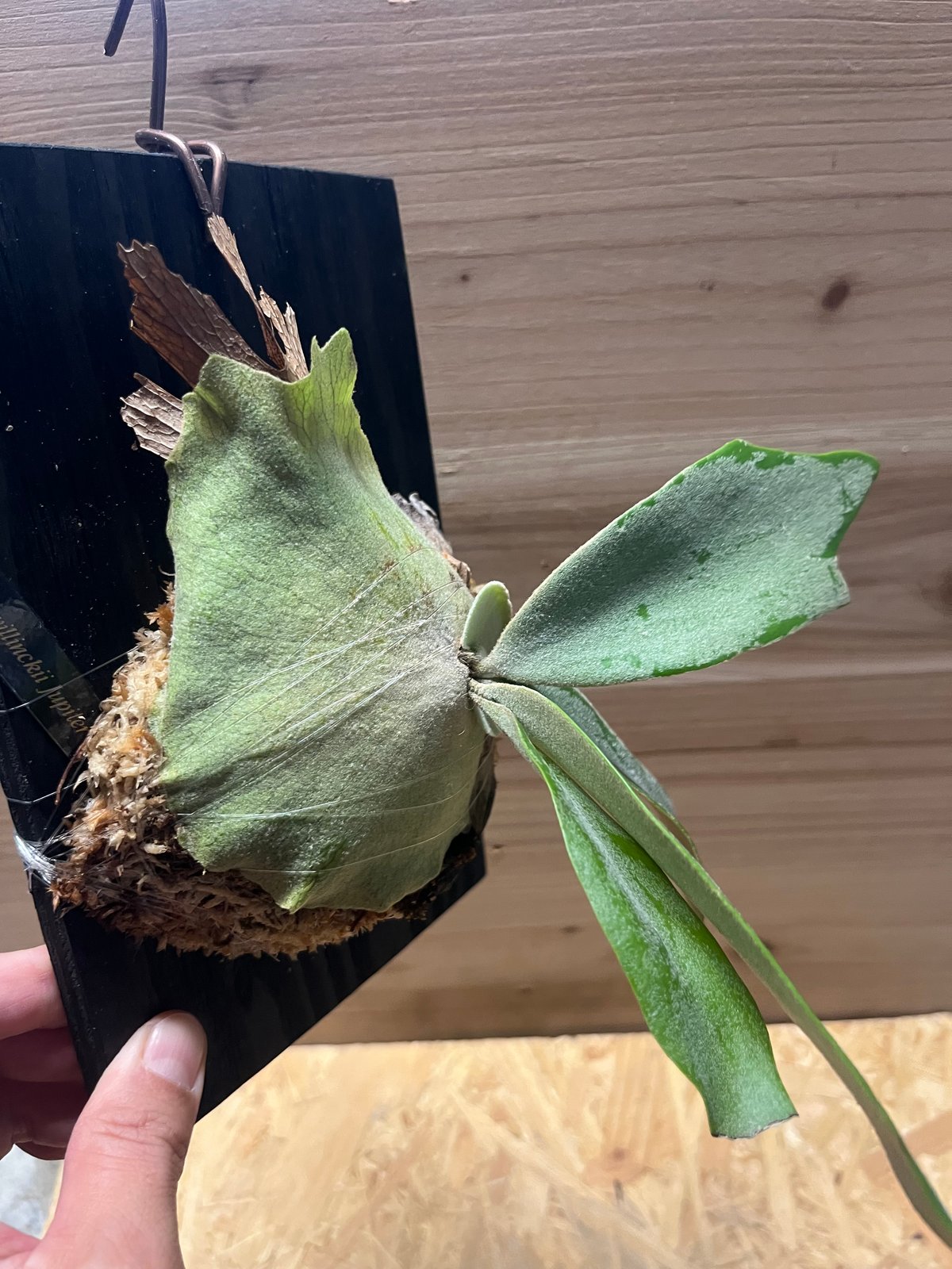 ビカクシダ ウィリンキー セーラージュピター | GREEN LUCK