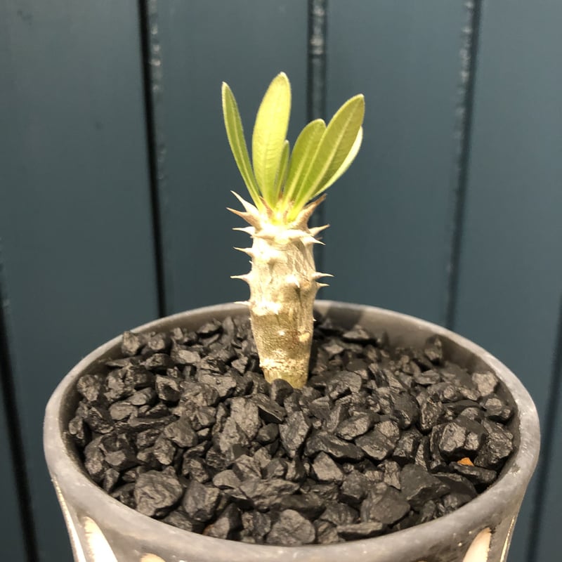 パキポディウム　ブレビカリックス①実生4年目　セラアート3寸ロング鉢　塊根植物 パキポディウム ブレビカリックス実生4年目① セラアート3寸