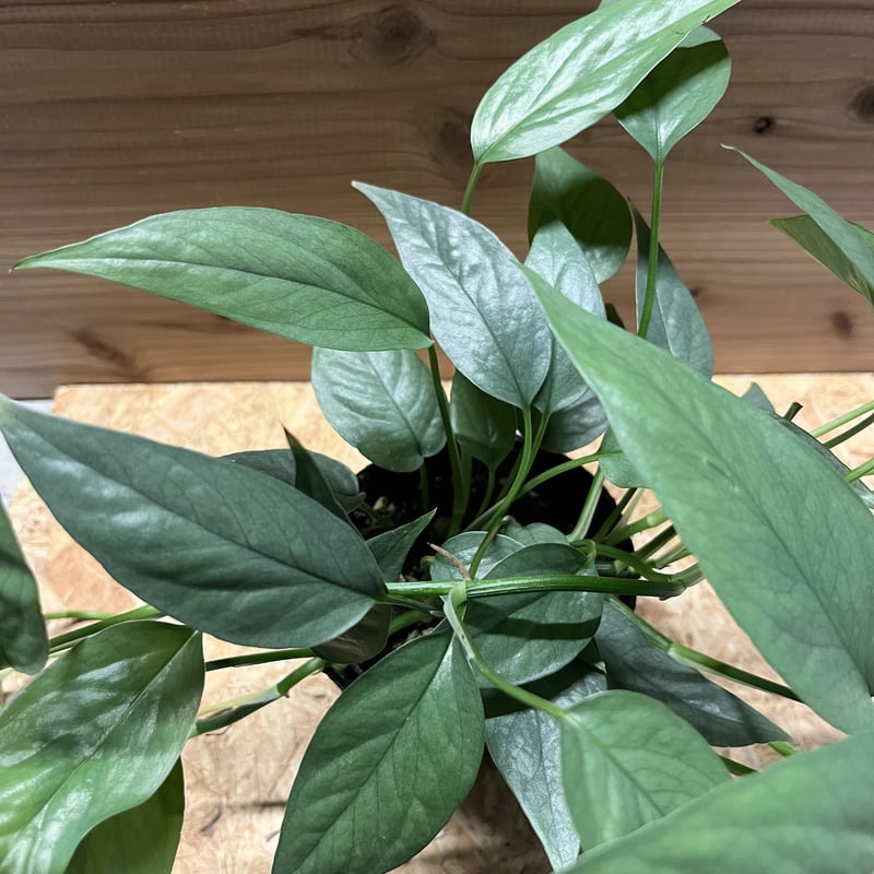 エピプレナム ピナツム セブブルー | GREEN LUCK