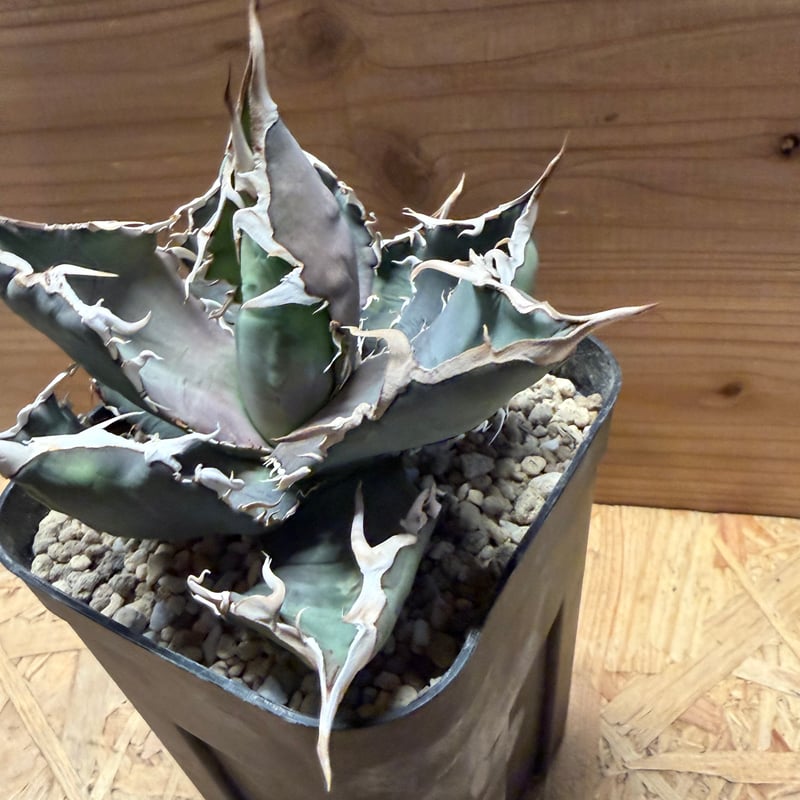 アガベ チタノタ 'ホワイトソーン' | GREEN LUCK