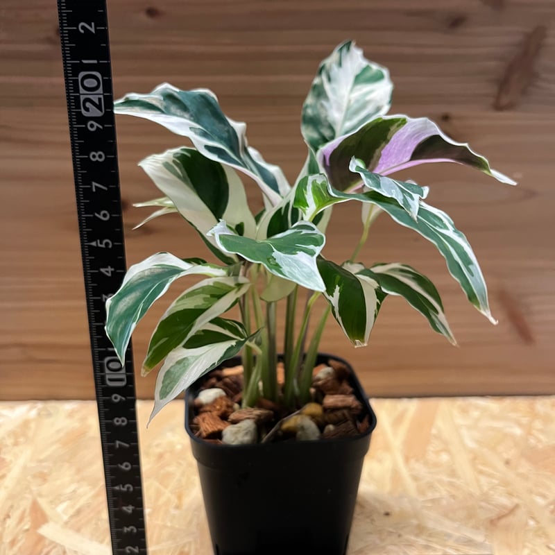 カラテア ホワイトフュージョン | GREEN LUCK