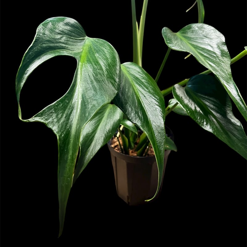 モンステラ バールマルクスフレーム | GREEN LUCK