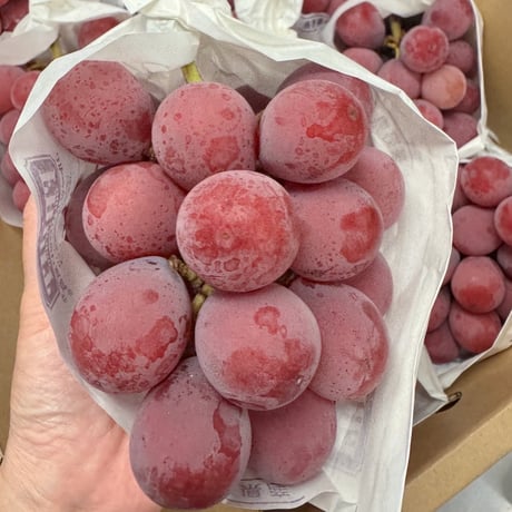 桃ページ 13DE MARZO | 2407 Doozoo Strings Curved Logo Hoodie Dark