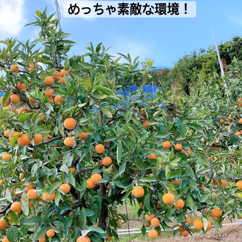 61a04276d5ffeb541a85e908