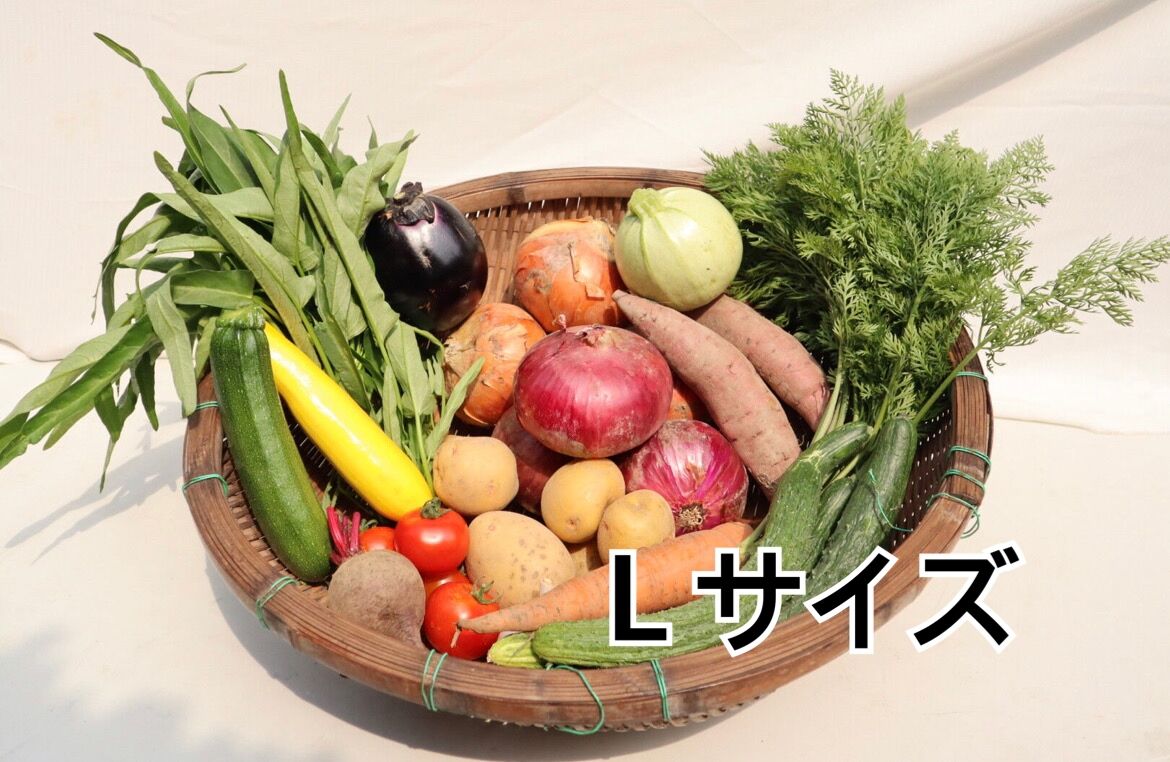 無農薬野菜　たけのこ芋12キロ