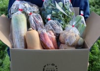 シェアセットS【無農薬】 | 岡田農園オンラインストア 【岐阜県海津市】