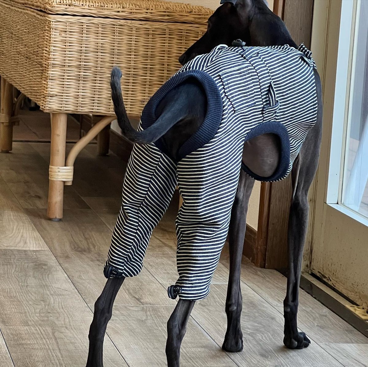 オーバーオール <ヒッコリー> | USHH_Italiangreyhound