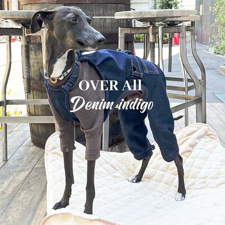 USHH_Italiangreyhound