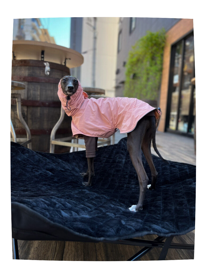 フロントタック.レインコート: グレージュ | USHH_Italiangreyhound