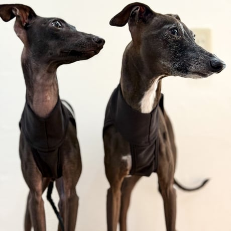 CATEGORY ベスト | USHH_Italiangreyhound