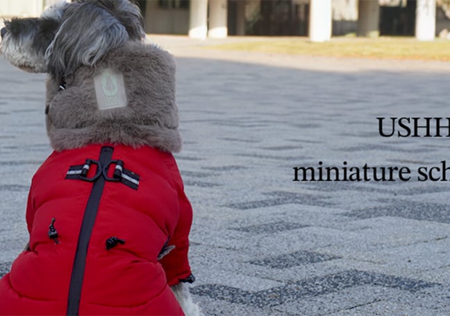 USHH_Italiangreyhound