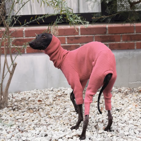 ITEM | USHH_Italiangreyhound