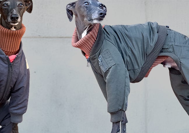 USHH_Italiangreyhound
