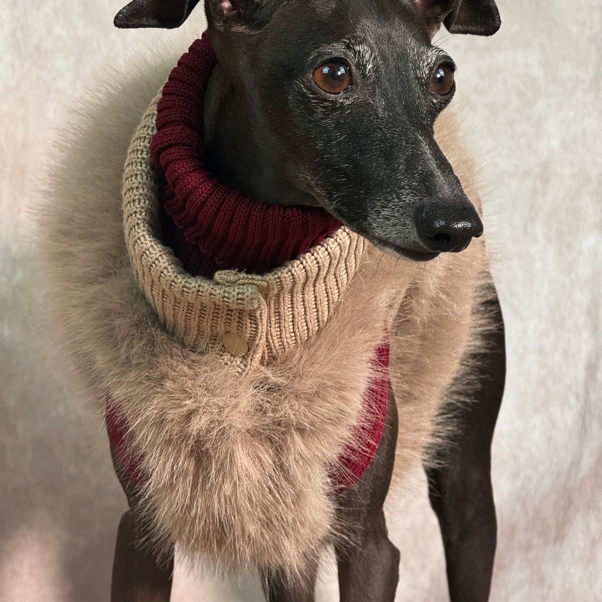 ushh イタグレ服 エコファーショートベスト チャコール　M 美品 CATEGORY ベスト | USHH_Italiangreyhound