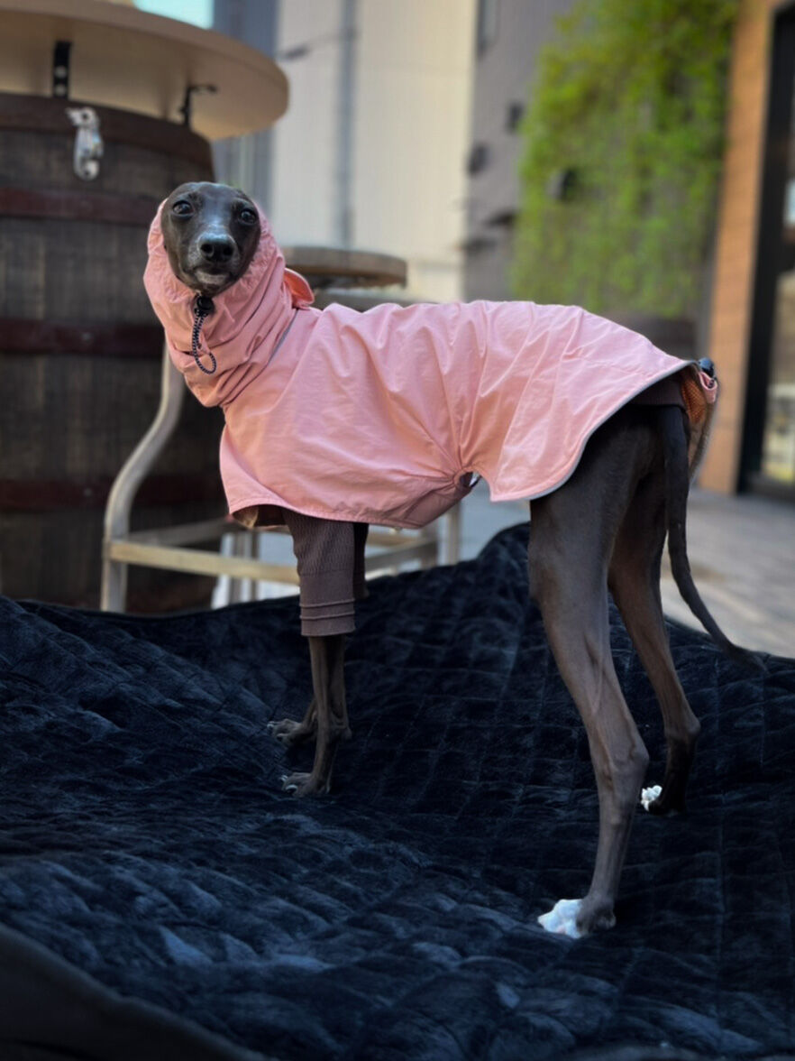 USHH 犬用ロンパース ベージュ✖️ブラック　イタグレ　ラッシュガード　XL USHH 犬用ロンパース ベージュ✖️ブラックイタグレラッシュガードXL