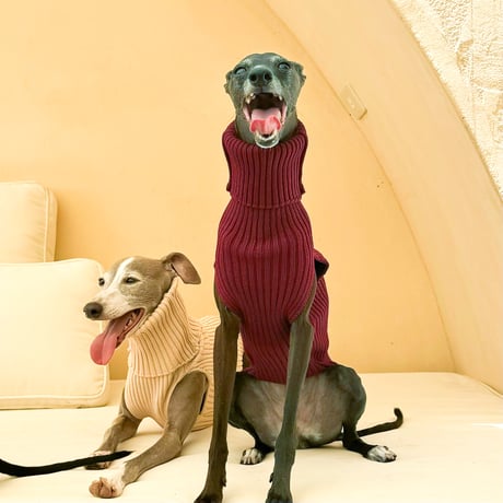 USHH_Italiangreyhound